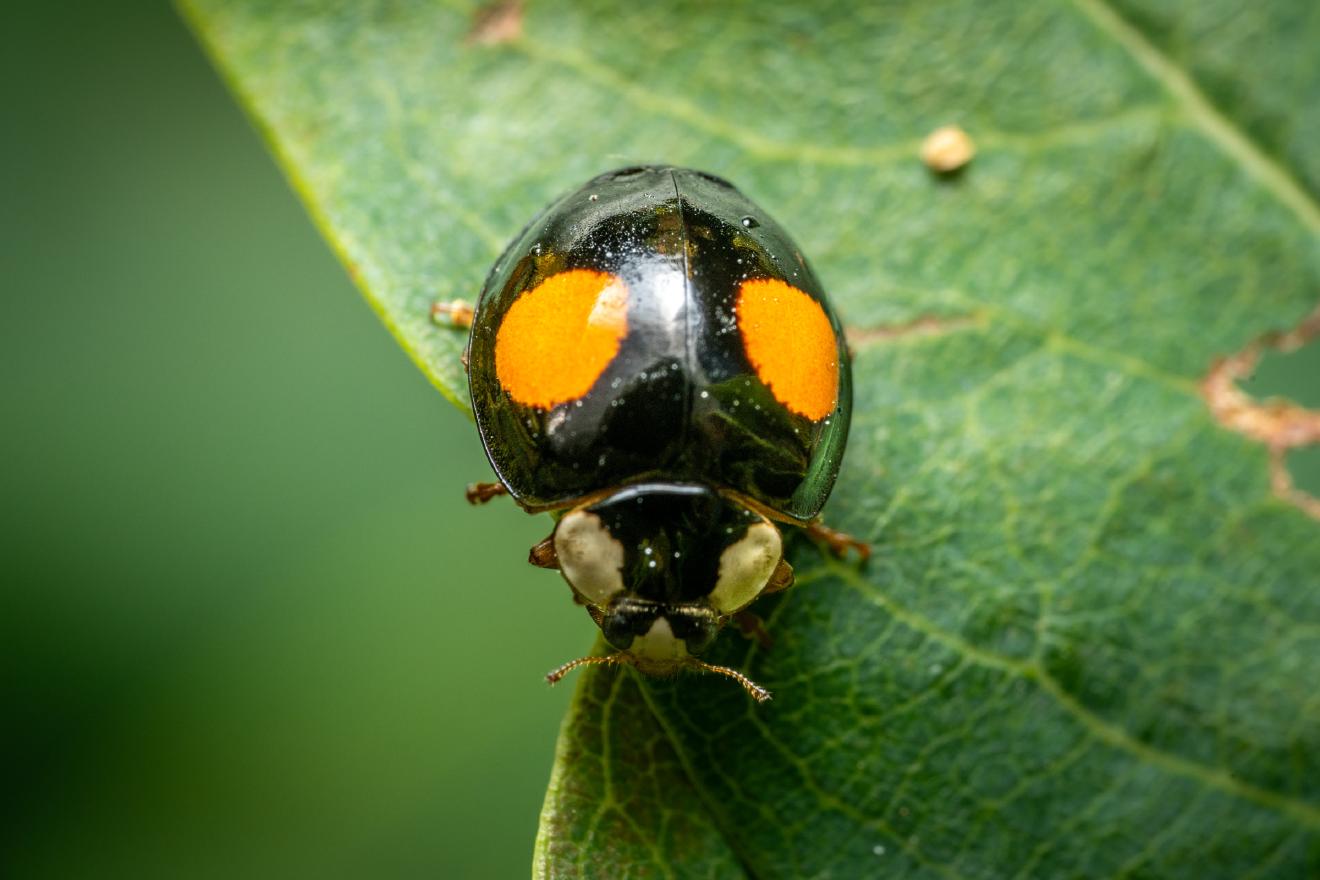 Kidney-spot Ladybird – No. 1