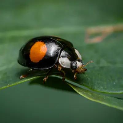 Nierenfleckiger Kugelmarienkäfer