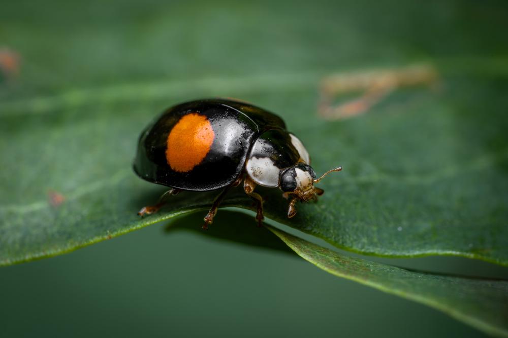 Kidney-spot Ladybird