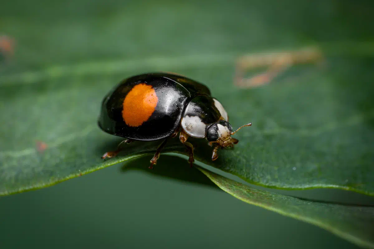 Coccinelle des saules