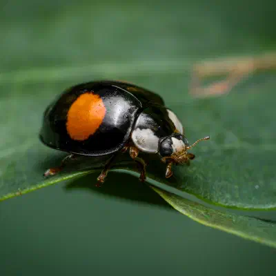 Coccinelle des saules