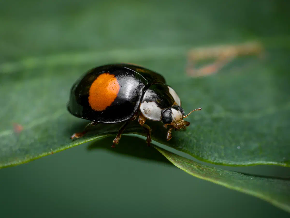 Coccinelle des saules