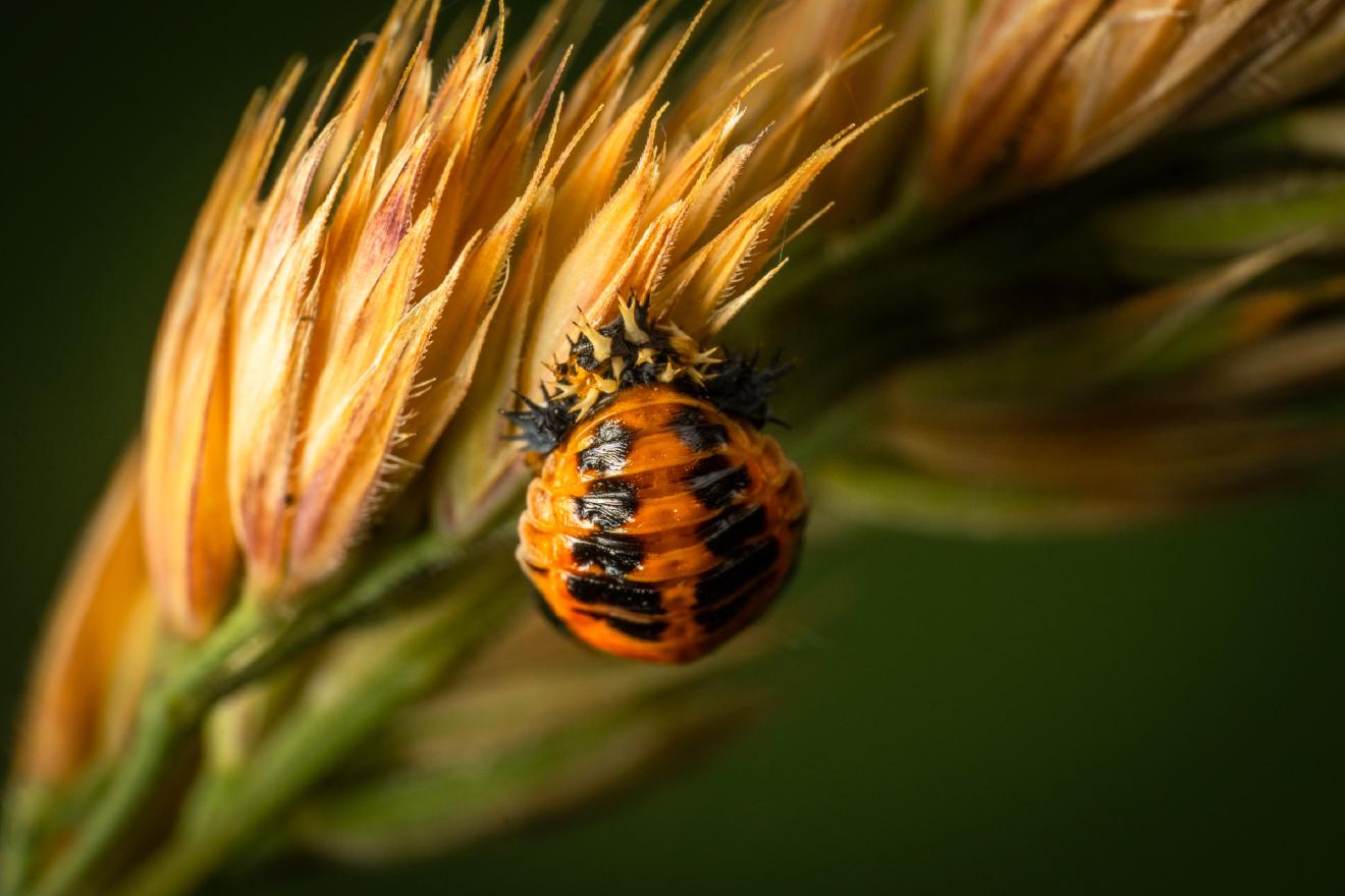 16-spot Ladybird – No. 1
