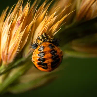 Coccinelle à seize points