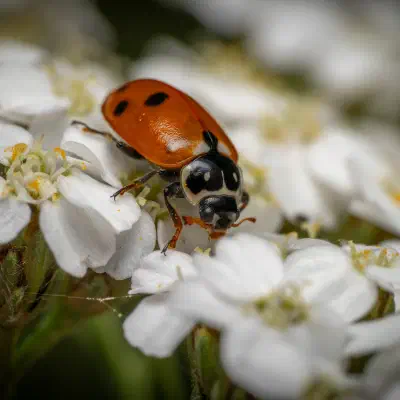 Seven-spotted Lady Beetle