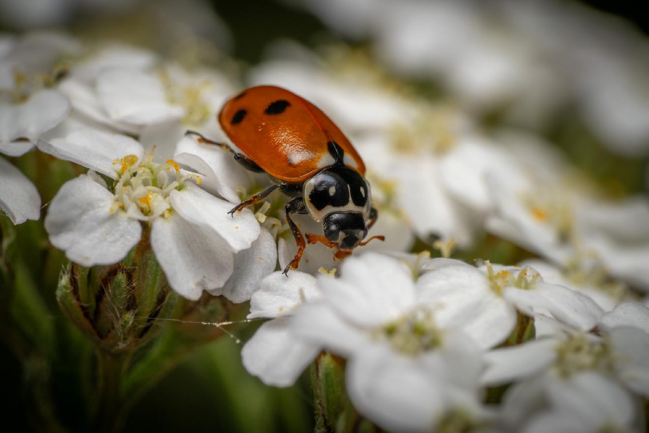 Seven-spotted Lady Beetle – No. 1