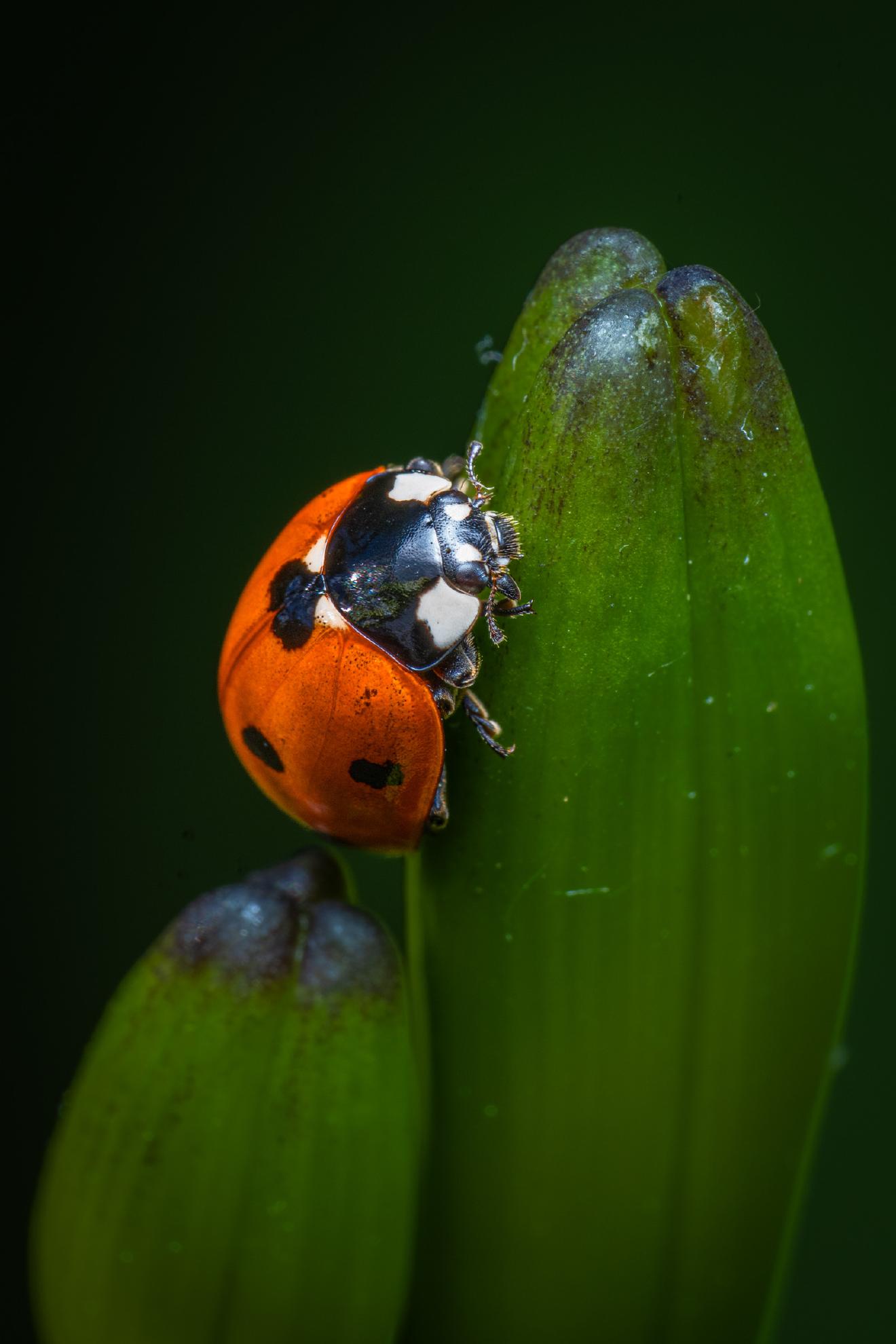 Seven-spotted Lady Beetle – No. 2