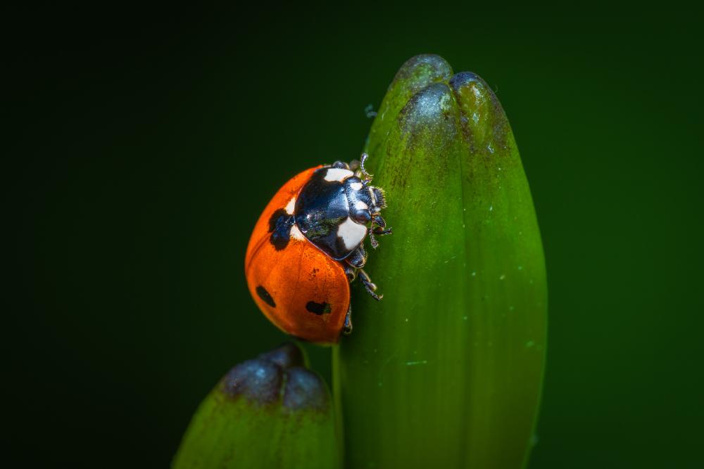 August 15, 2024 – Issue No. 363
– Issue No. 363: “Seven-spotted Lady Beetle“ Seven-spotted Lady Beetle