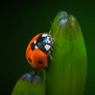 Seven-spotted Lady Beetle
