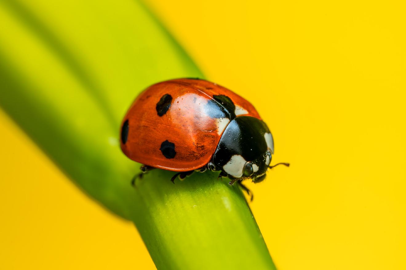 Seven-spotted Lady Beetle – No. 3