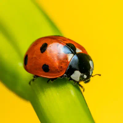 Seven-spotted Lady Beetle