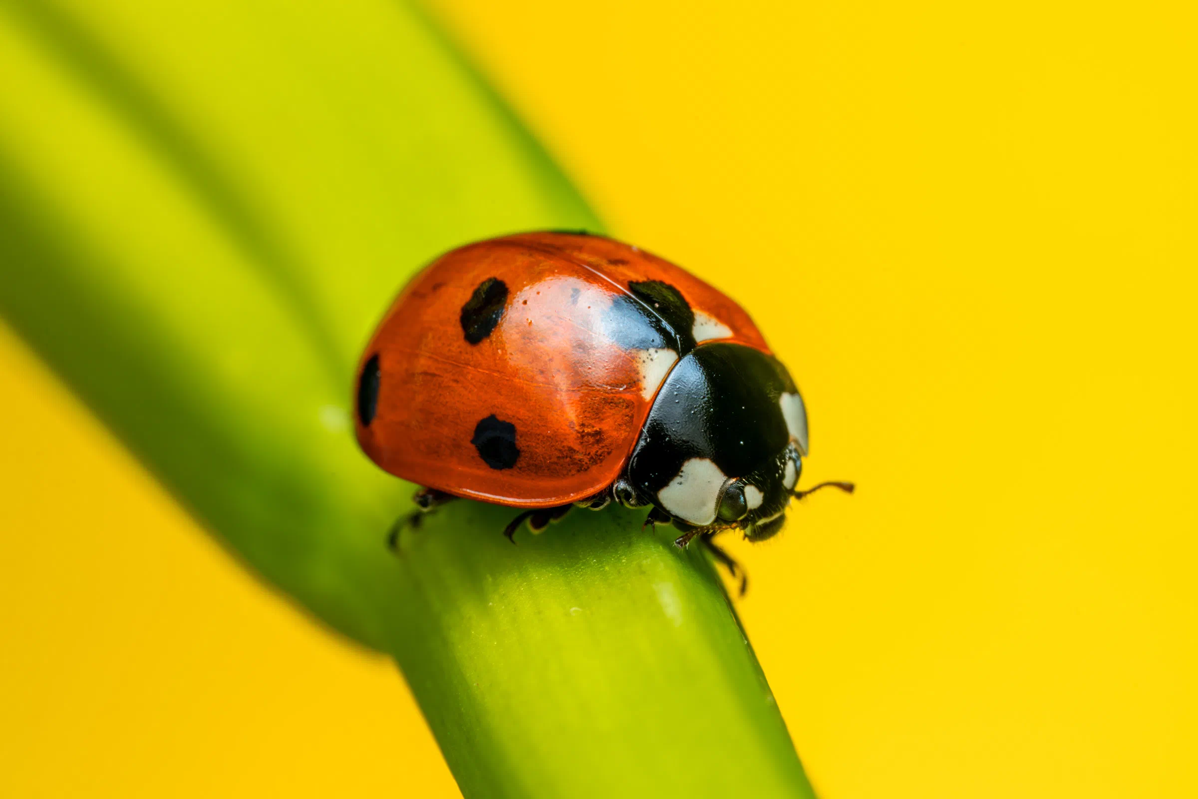 Coccinelle à sept points