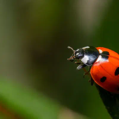 Seven-spotted Lady Beetle