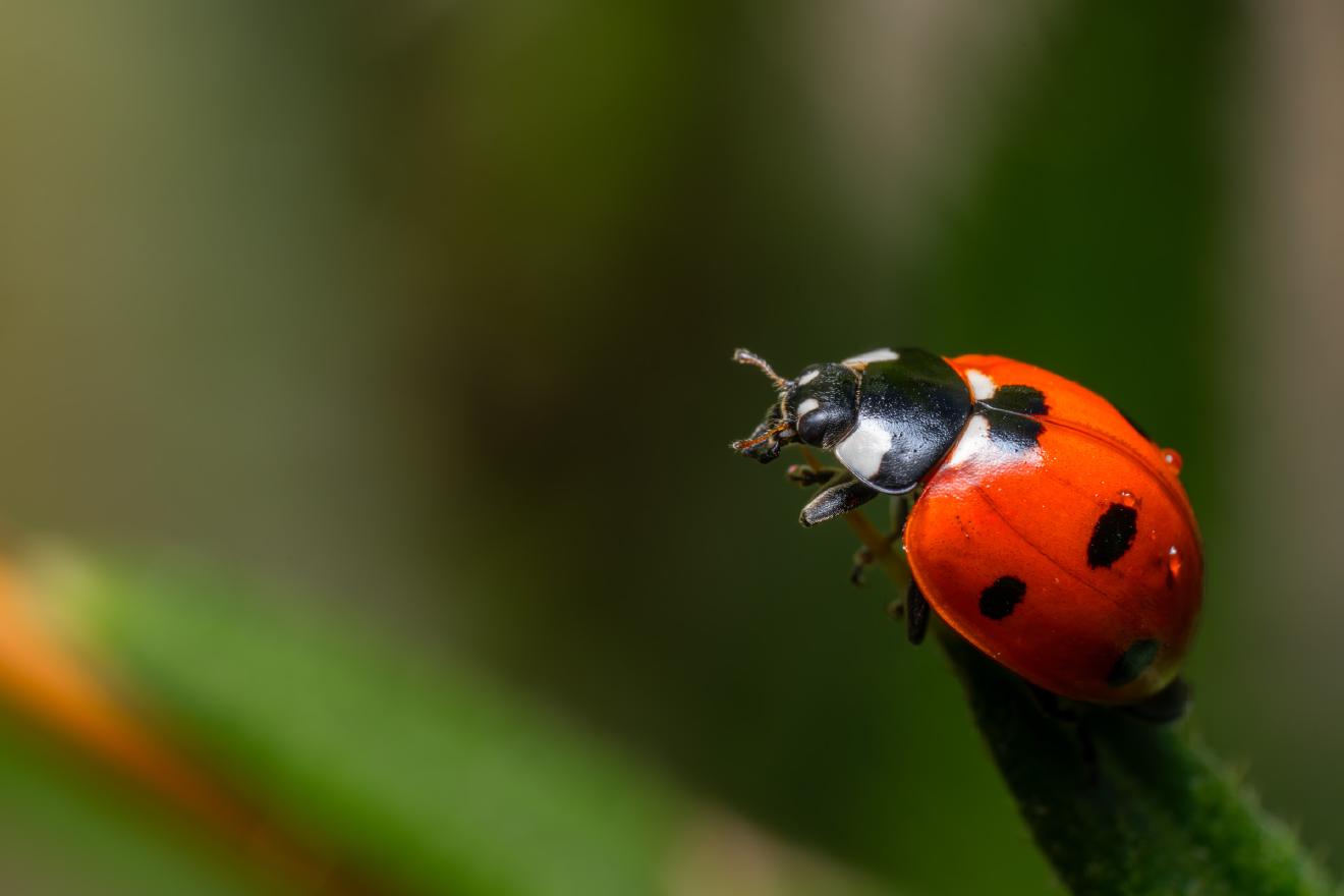 Seven-spotted Lady Beetle – No. 4