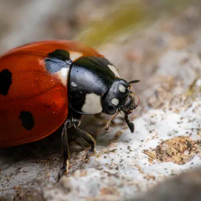Seven-spotted Lady Beetle