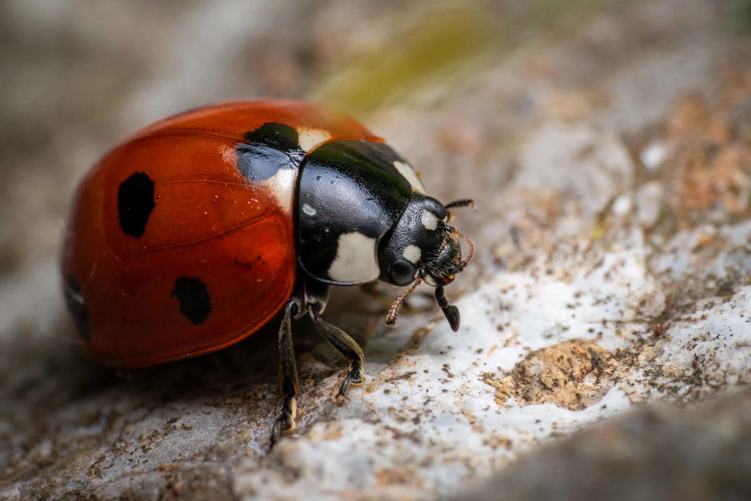 Coccinelle à sept points