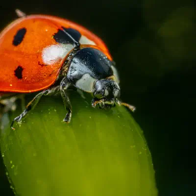 Seven-spotted Lady Beetle