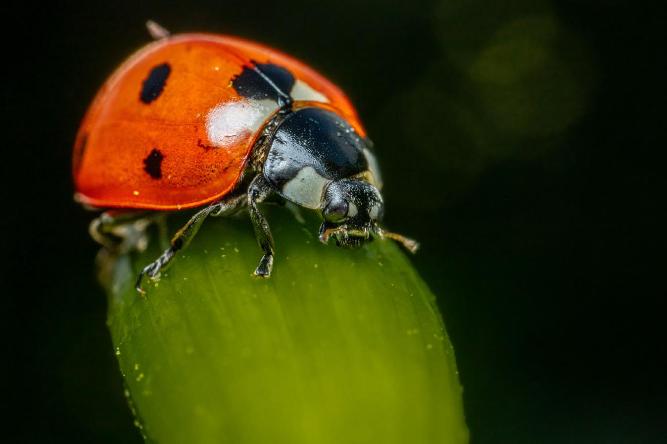 Seven-spotted Lady Beetle – No. 5