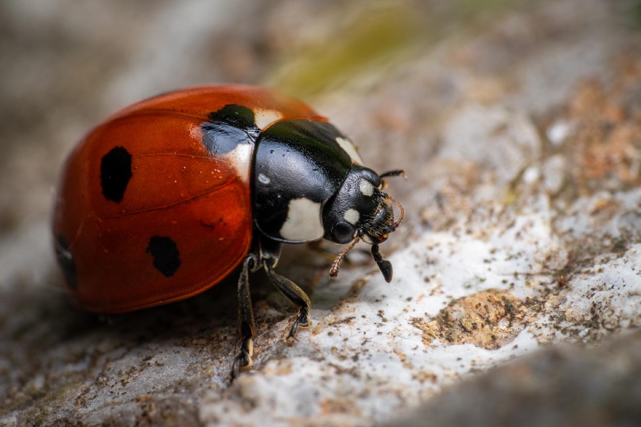 Seven-spotted Lady Beetle – No. 6