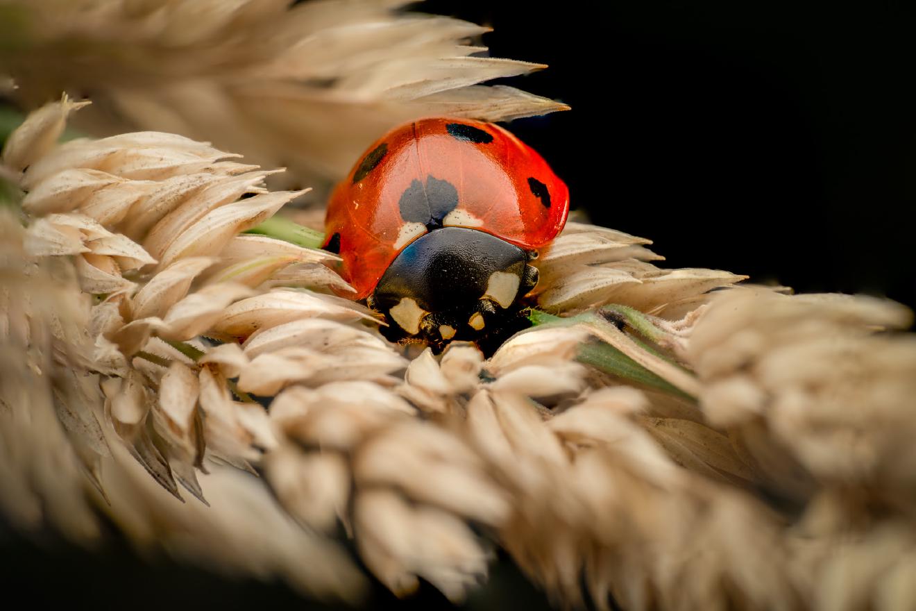 Seven-spotted Lady Beetle – No. 7