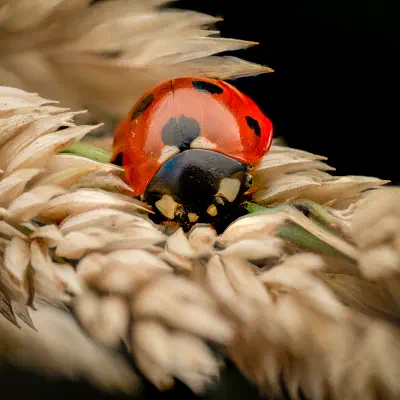 Seven-spotted Lady Beetle