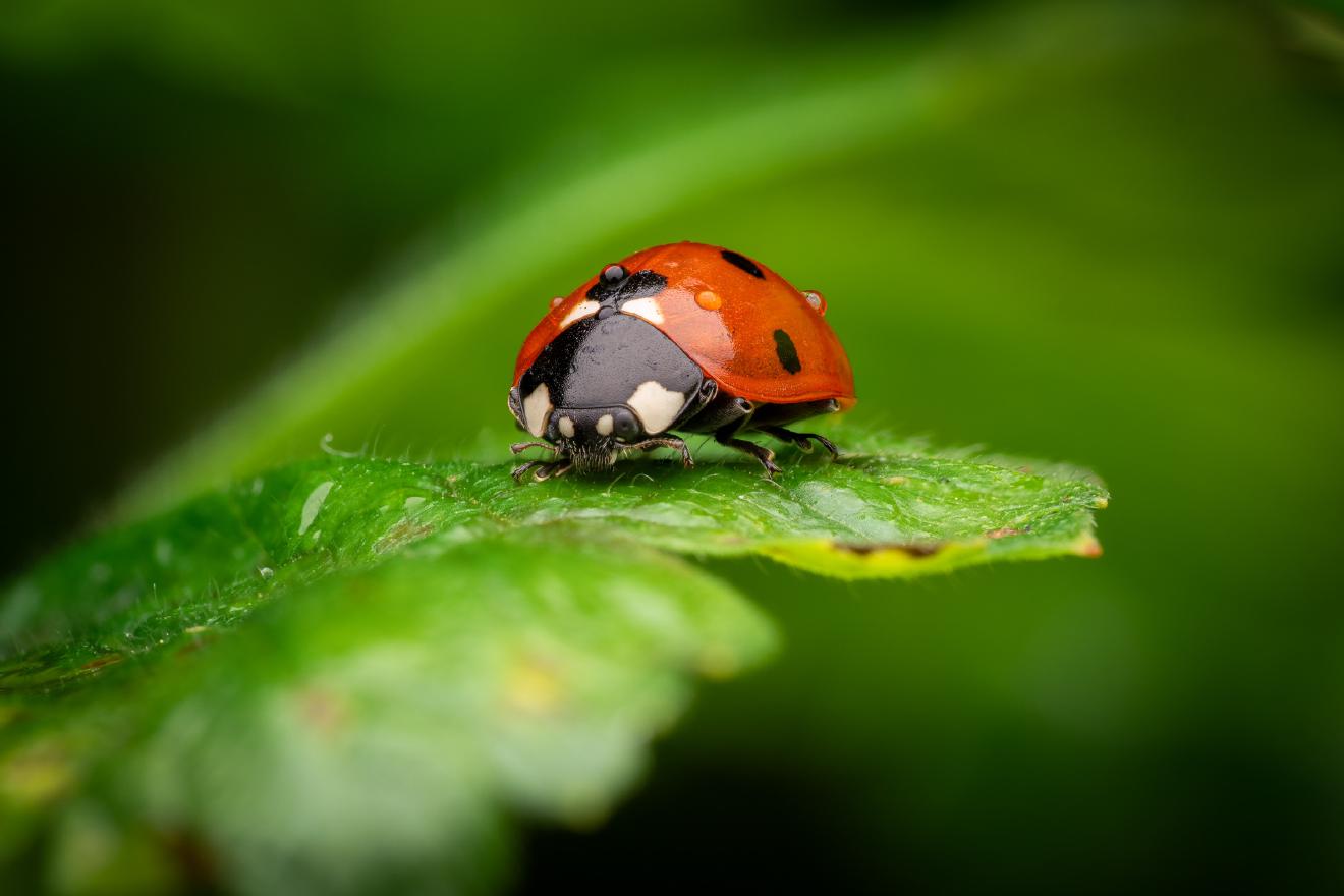 Seven-spotted Lady Beetle – No. 8