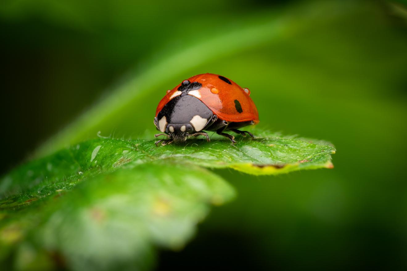 Seven-spotted Lady Beetle – No. 8