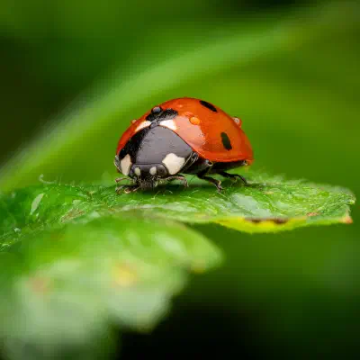 Seven-spotted Lady Beetle