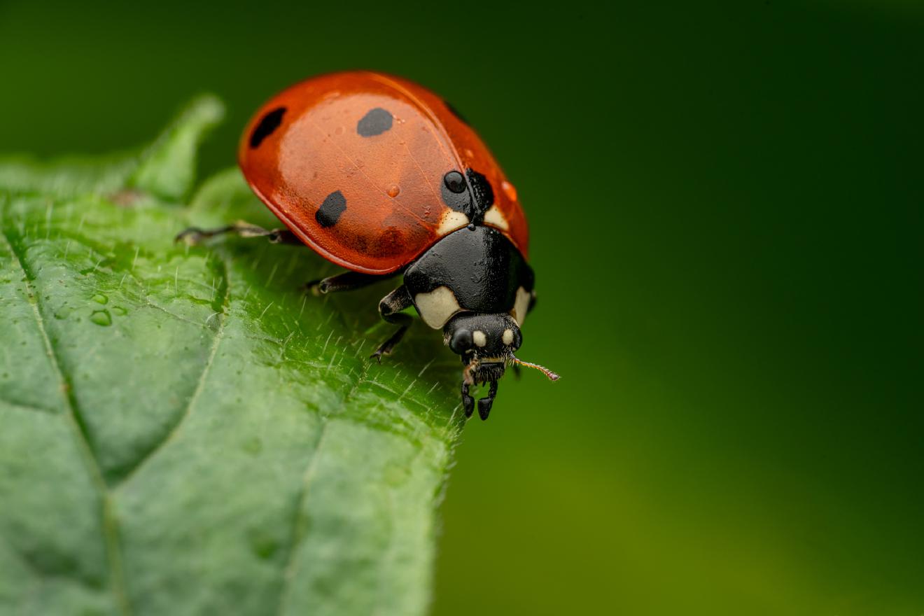 Seven-spotted Lady Beetle – No. 9