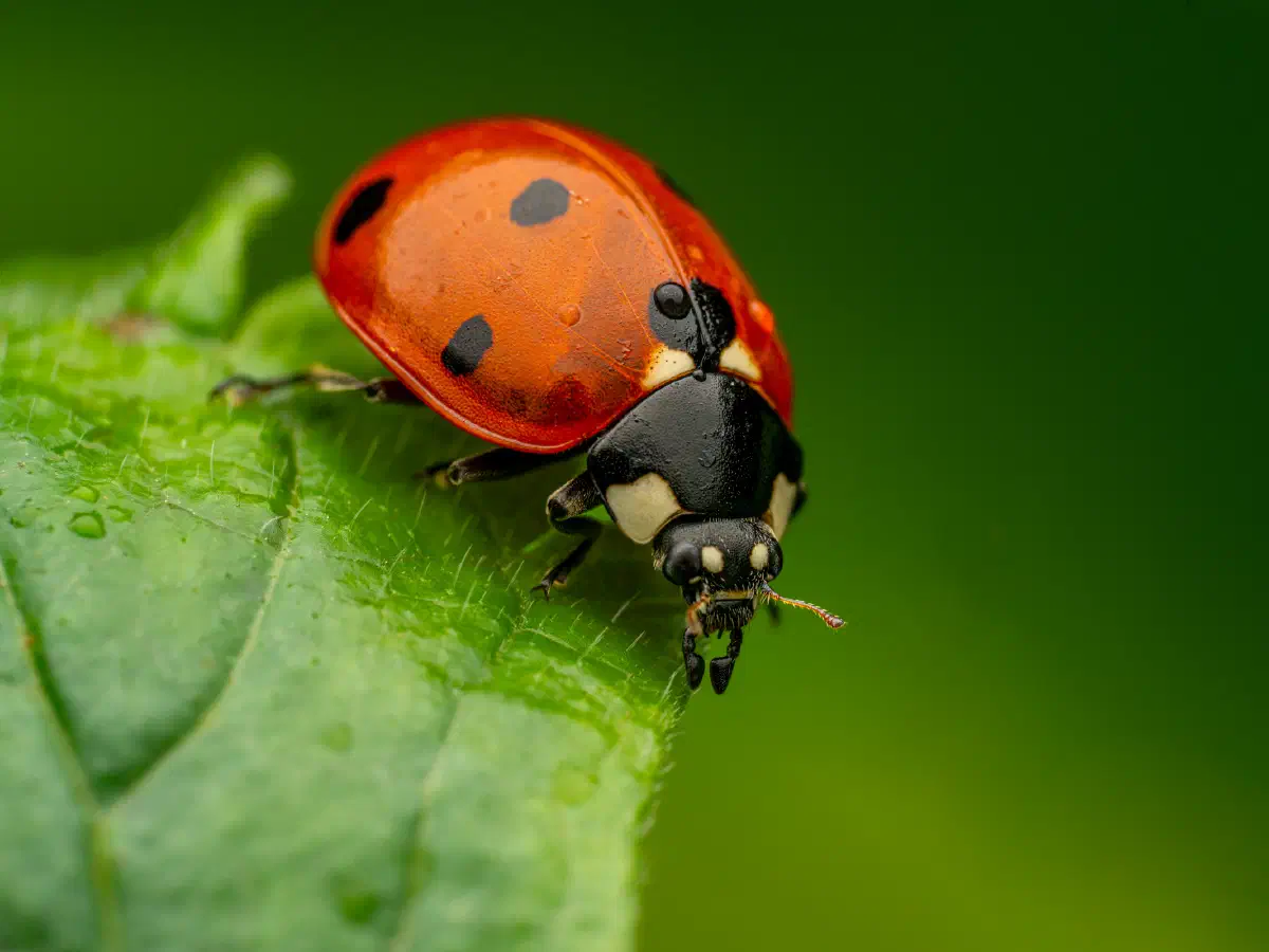 Coccinelle à sept points