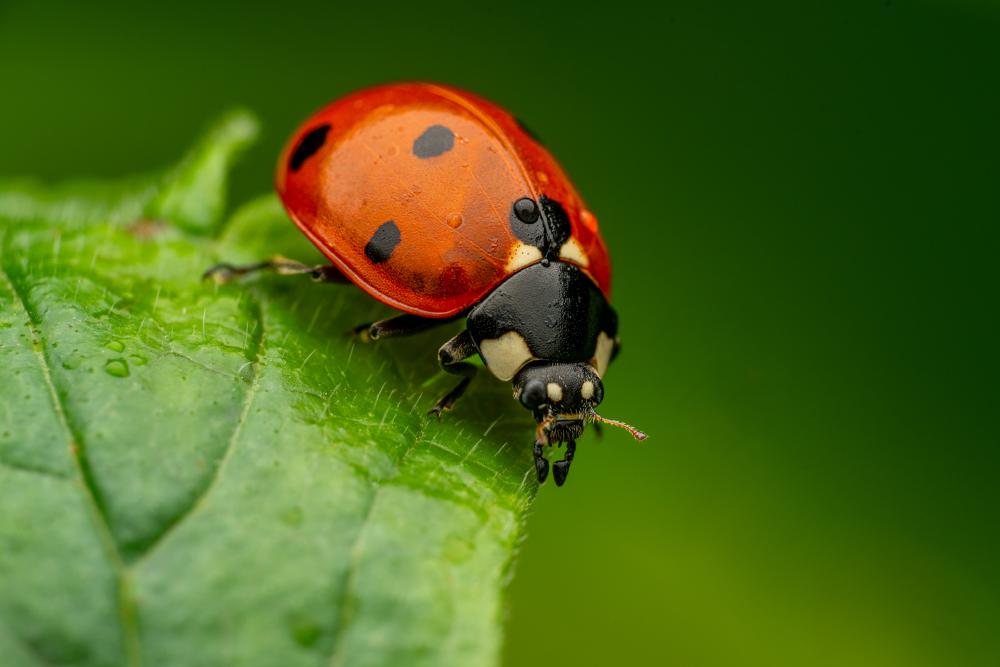 August 20, 2024 – Issue No. 368
– Issue No. 368: “Seven-spotted Lady Beetle“ Seven-spotted Lady Beetle
