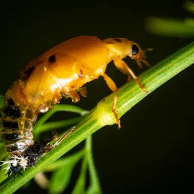 Seven-spotted Lady Beetle