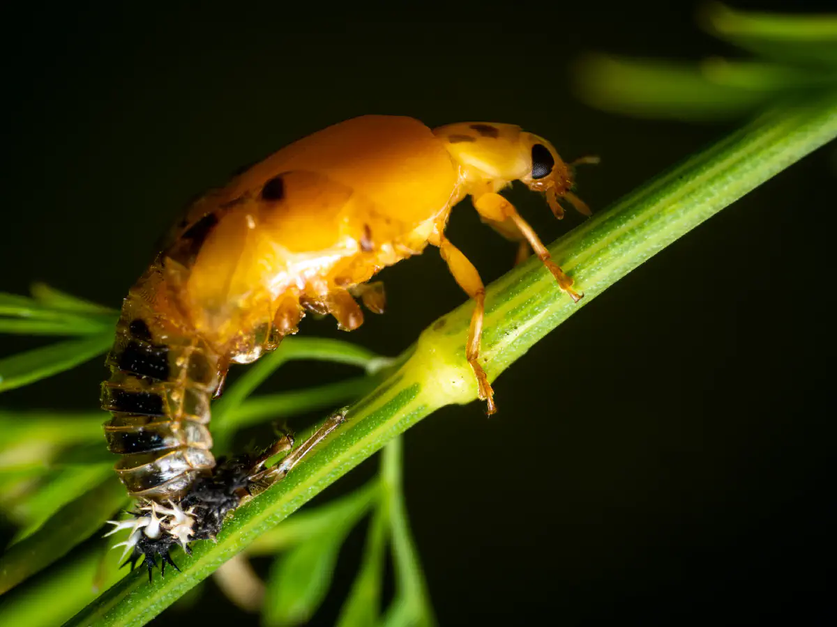 Seven-spotted Lady Beetle