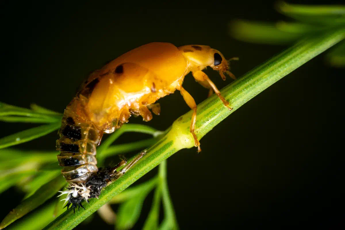 Catarina de siete puntos