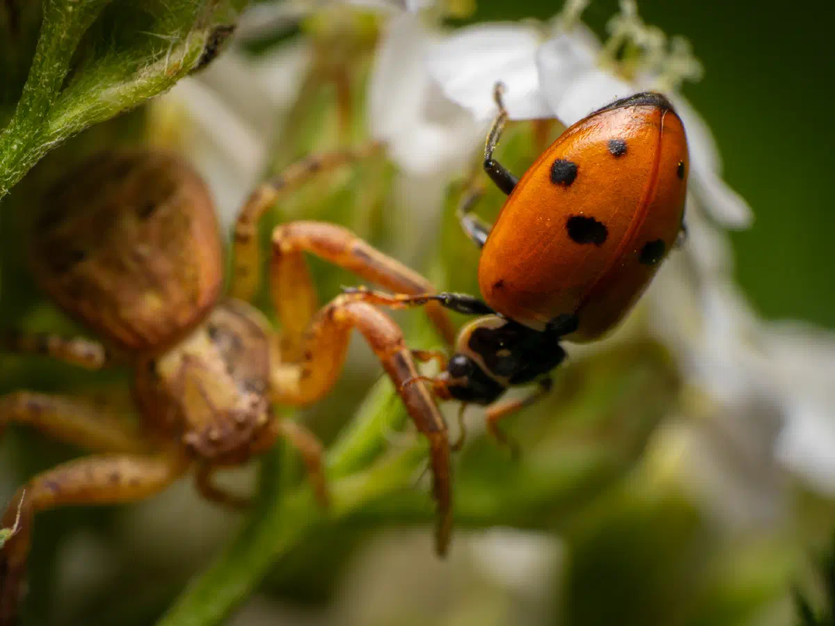 Coccinelle à sept points
