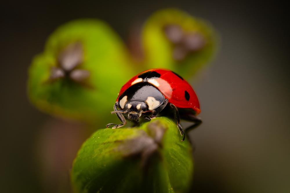 May 6, 2025 – Issue No. 627
– Issue No. 627: “Seven-spotted Lady Beetle“ Seven-spotted Lady Beetle