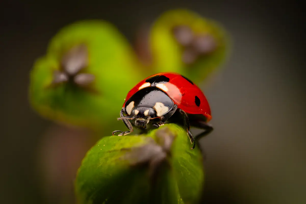Seven-spotted Lady Beetle