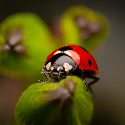 Seven-spotted Lady Beetle