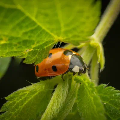 Seven-spotted Lady Beetle