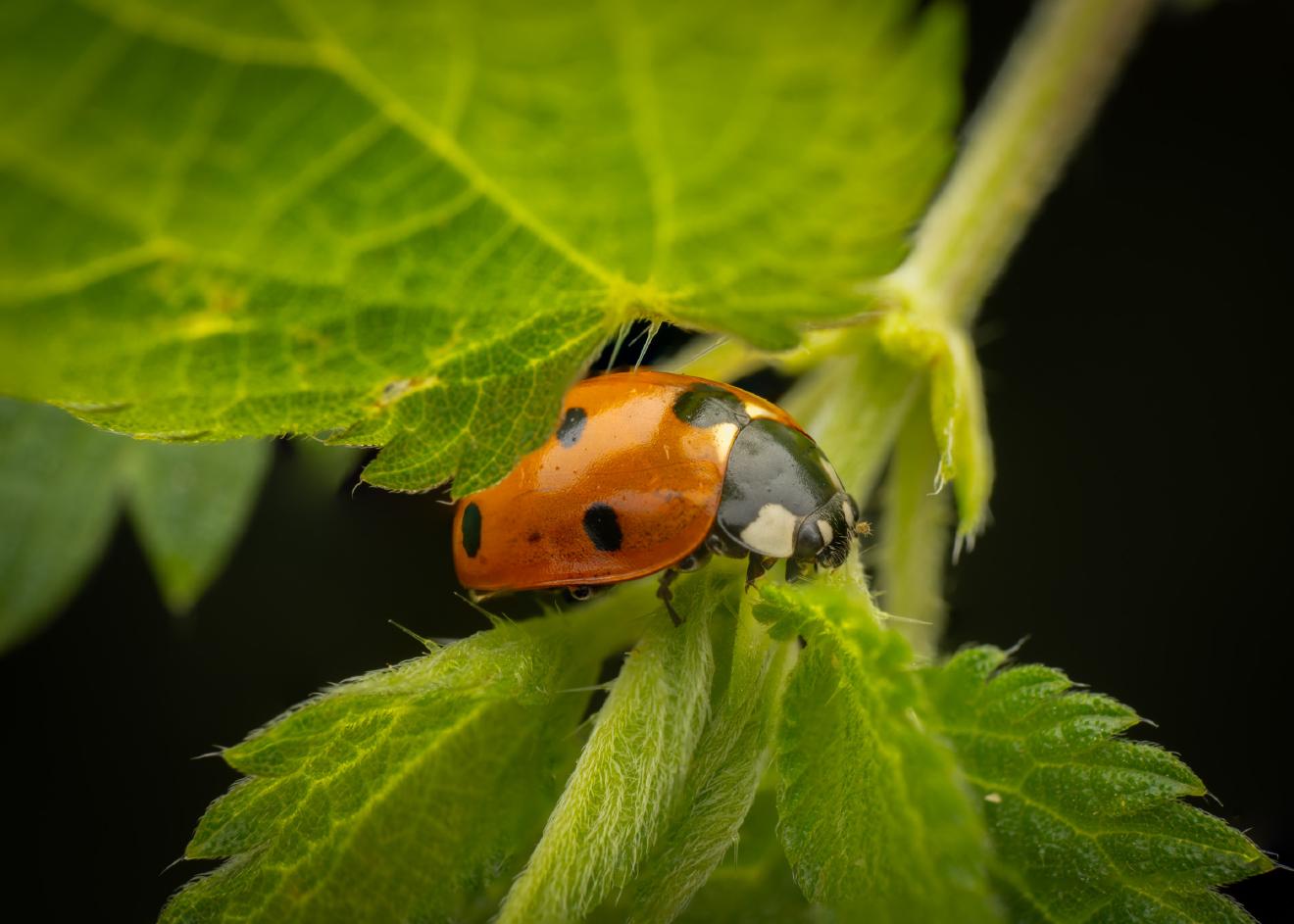 Seven-spotted Lady Beetle – No. 14