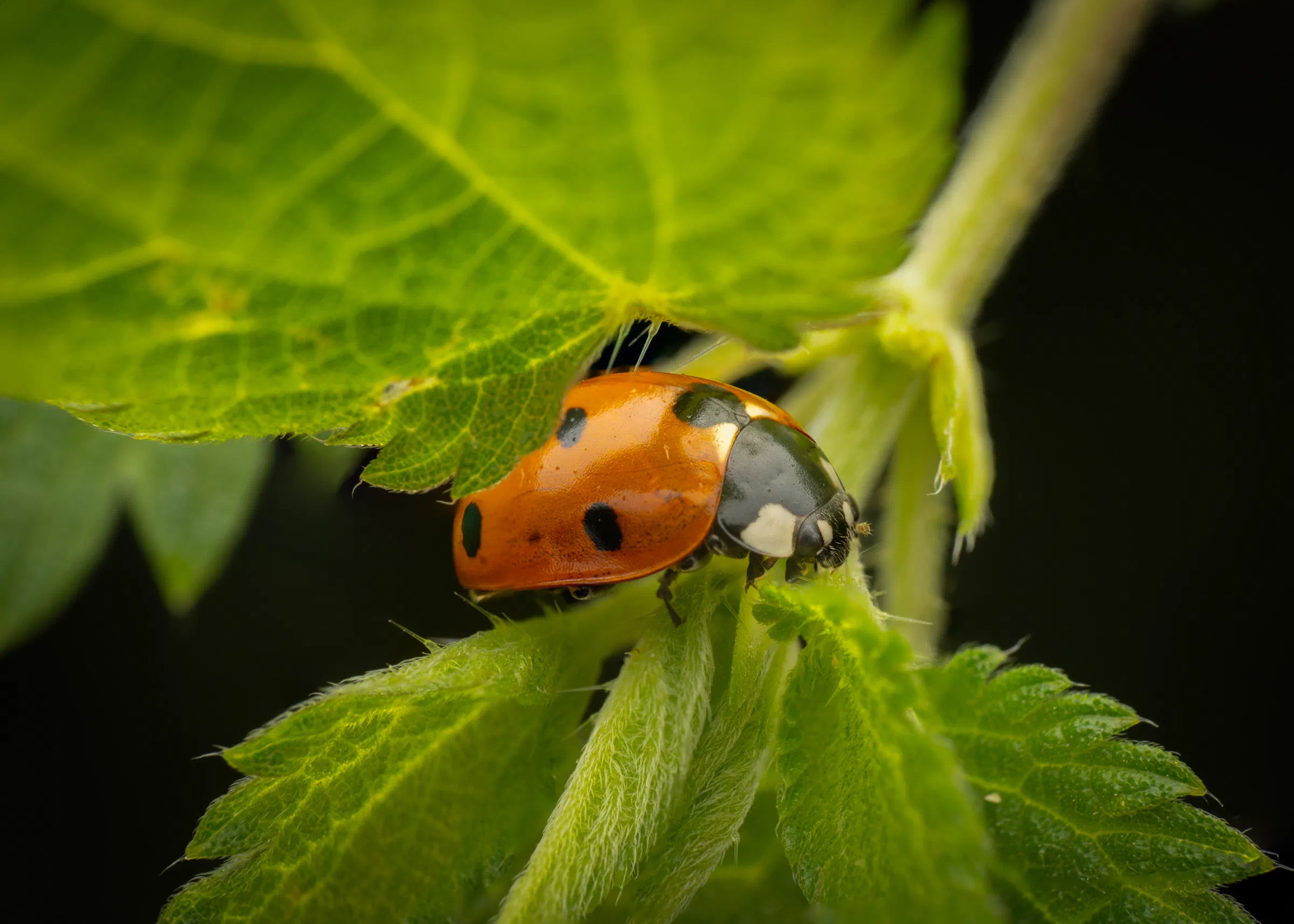 Seven-spotted Lady Beetle