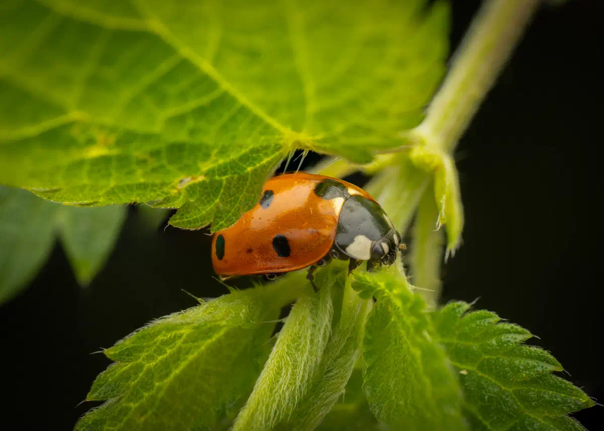 Catarina de siete puntos