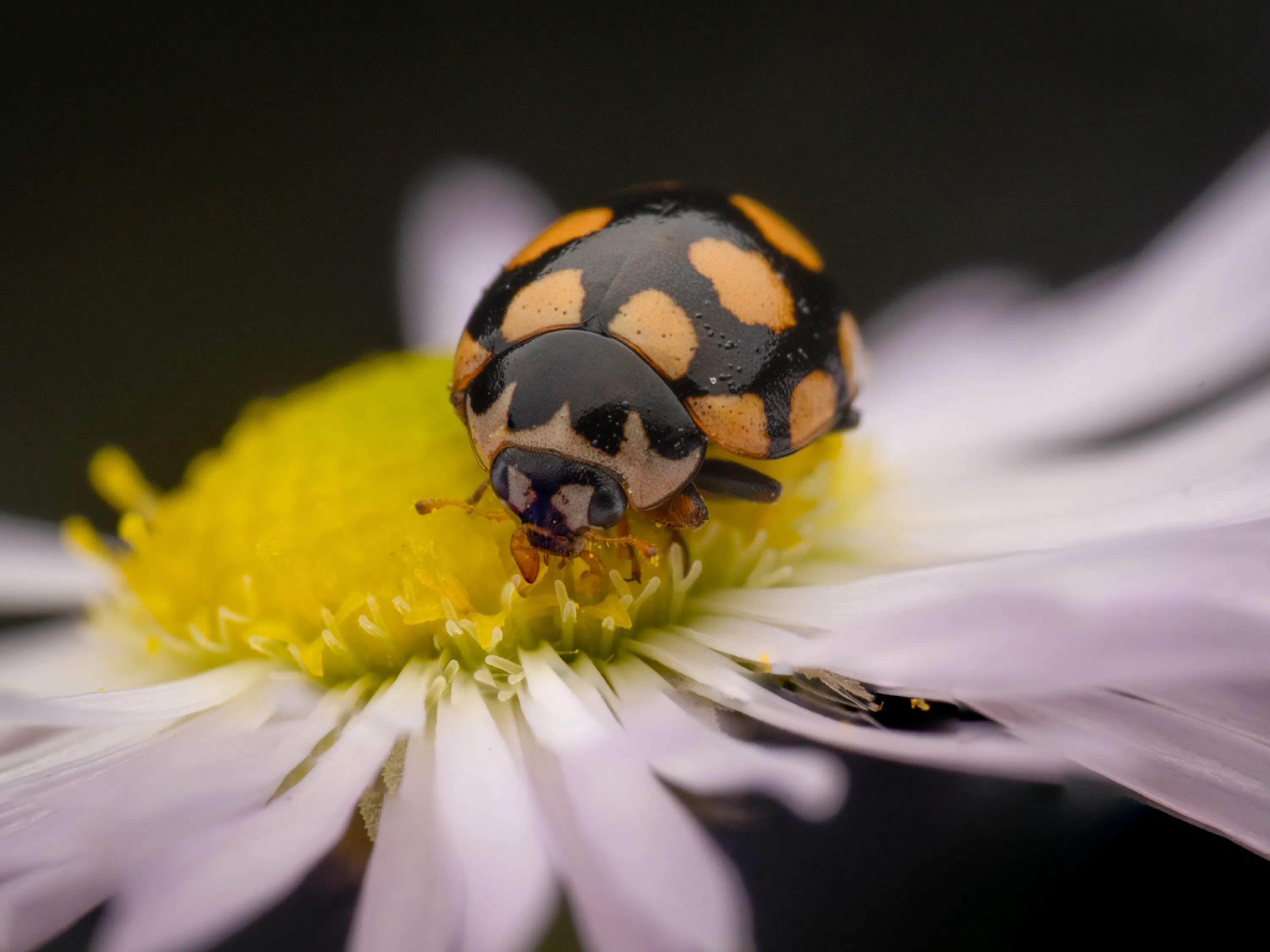 Coccinula quatuordecimpustulata