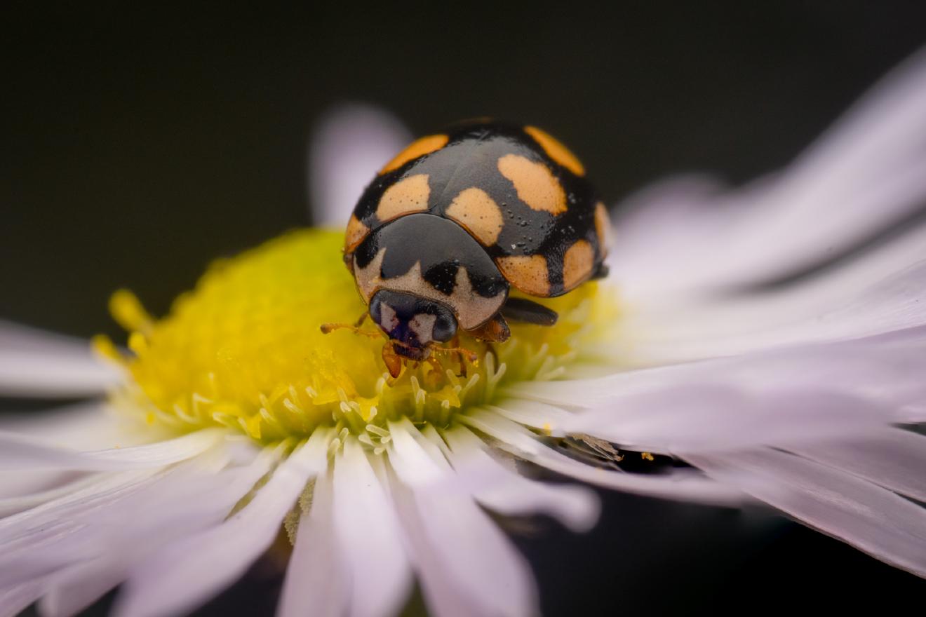 Coccinula quatuordecimpustulata – No. 1