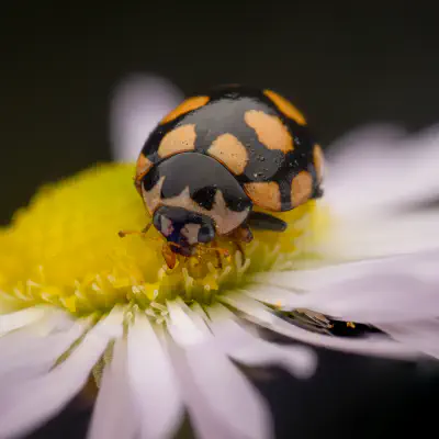 Coccinula quatuordecimpustulata