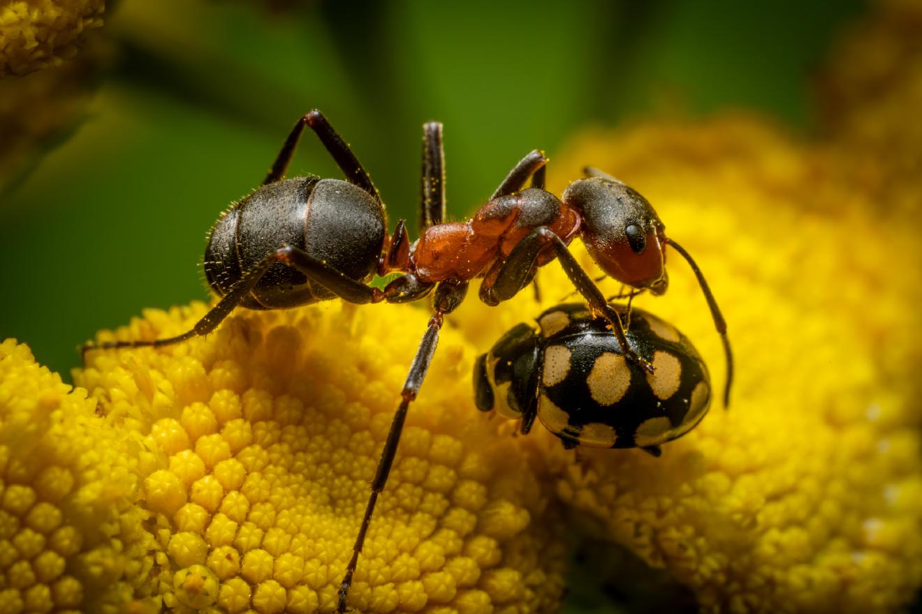 Coccinula quatuordecimpustulata – No. 1