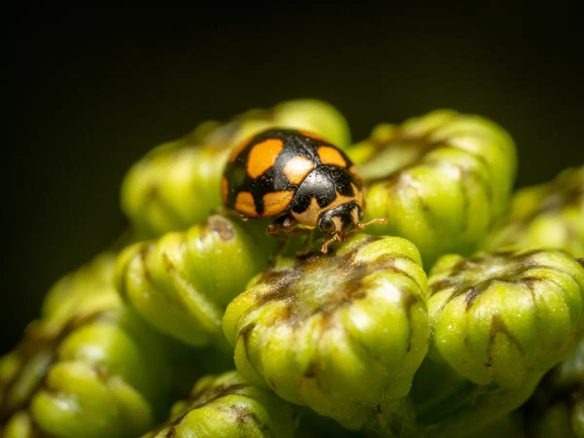 Trockenrasen-Marienkäfer