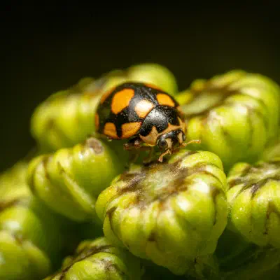 Coccinula quatuordecimpustulata