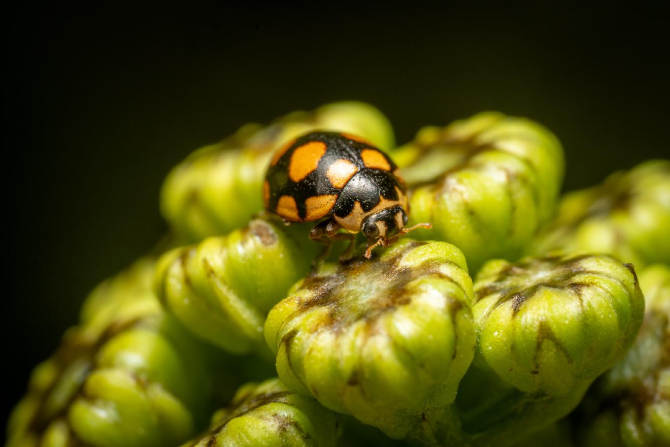 Coccinula quatuordecimpustulata – No. 2