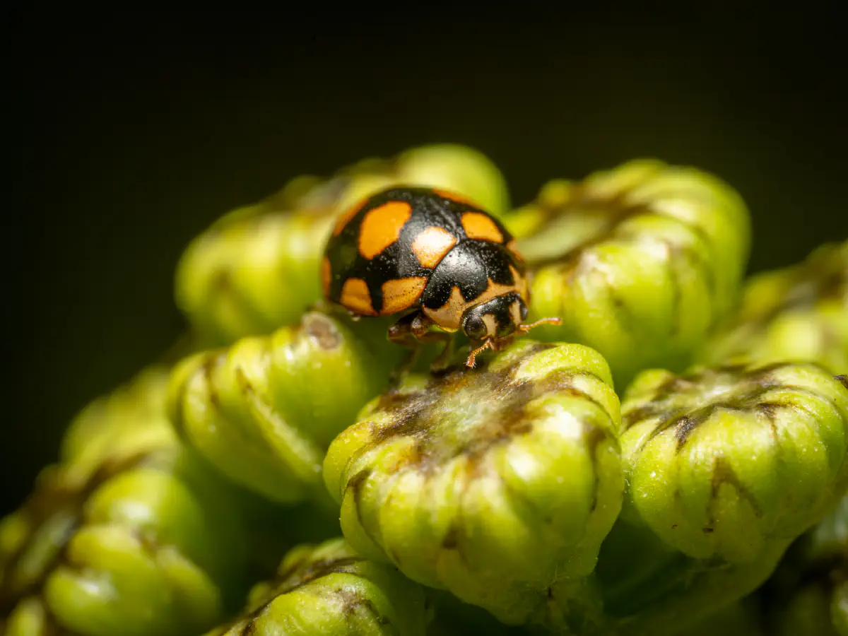 Coccinule à quatorze taches